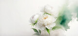 Fototapeta Kwiaty - Tło kwiaty, białe peonie. Jasne puste miejsce na tekst, zaproszenie. Ilustracja motyw kwiatowy, kartka