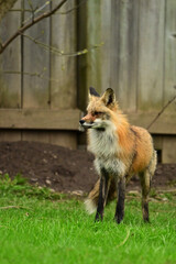 Wall Mural - Urban wildlife photograph of a a red fox keeping watch over her den of cubs under a shed along back fence