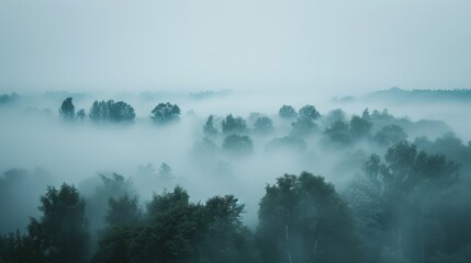 Canvas Print - Trees in foggy mist under sky