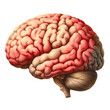 Human brain vintage illustration isolated on transparent background. AI generative