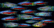 Tetra fish. Kardinal Neon Tetra. Paracheirodon axelrodi. Black background. 