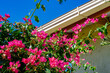 buganvile florida cor de rosa