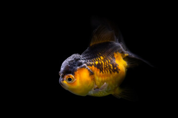 Wall Mural - Cute fish. Oranda. Black background.  