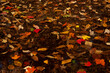 fallen autumn leaves on the ground.