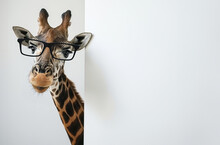 Intellectual Giraffe With Glasses Peeking Out, Concept Of Quirky Curiosity