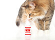 Curious cat looking at styptic gel bottle. Fake product label. Concept for pet first aid product to stop bleeding on accidental clipping while grooming, broken nail injury or wounds. Selective focus.