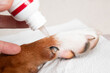 Styptic gel administration to dog paw with injured dewclaw. Pet First aid product to stop bleeding on accidental clipping while grooming or injury. Harrier mix dog, medium size. Selective focus.