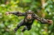 Chimpanzee in mid-air, navigating through dense jungle trees. Dynamic primate movement.