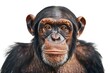 A close-up portrait of a chimpanzee against a white background
