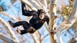 A chimpanzee is hanging from a tree branch