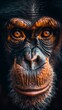 Close-up portrait of a chimpanzee's face.