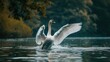 A graceful white swan flapping its wings on the water of a lake