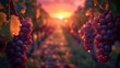 A vineyard at dawn, the rows of vines lit by the low sun, emphasizing the dew on the leaves and the grapes ready for harvest
