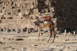 Camel in front of the  Great Pyramid of Khufu on the Giza Plateau in Egypt 
