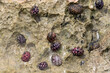 Colored seashells on rock. On the shores of the Island of Aruba.
