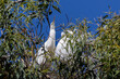 Great Egret (Ardea alba) perched on tree branch. Blue sky in background. Morro Bary, California. 
