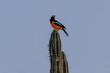 Venezuelan Troupial (Icterus icterus) sitting atop cactus, on the island of Aruba. It is the national bird of Venezuela.
