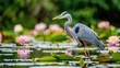 Great Blue Heron standing in shallow water during the spring season amidst blooming lily pad flowers in Connecticut