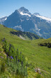 swiss landscape Eiger mountain and green meadow with monkshood flowers