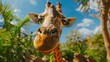 African Giraffe glancing at the camera while eating depicted in a close up shot