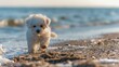 Adorable Bichon Frise puppy strolling along the shore Portrait of a small canine