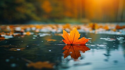 Wall Mural - A leaf on water