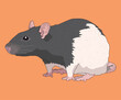 Rat Rats White Grey Fur Side View