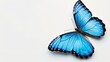 A blue butterfly on a white surface