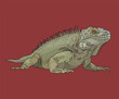 Iguana Lizard Reptiles Side View