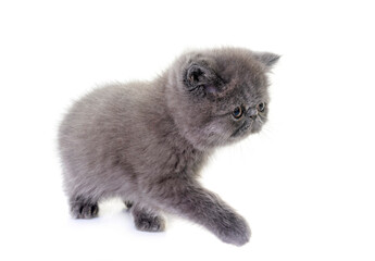 Wall Mural - exotic shorthair kitten