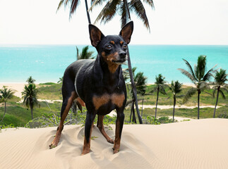 Wall Mural - miniature pinscher in summer