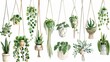 Hanging pots with green house plants and flowers for home interior, garden or greenhouse, cactus, ficus, dracaena and monstera, modern cartoon.