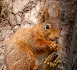 Wall Mural - Close up of a cute little red squirrel in the sunshine in woodland