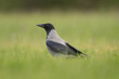 Hooded crow - Corvus corone - standing in green meadow with green grass in background. Photo from Lubusz Voivodeship in Poland.	