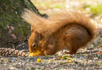 Wall Mural - Close up of a cute little red squirrel in the sunshine in woodland