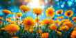 Colorful summer flower background. Wildflowers and yellow dandelions on a bright sunny day