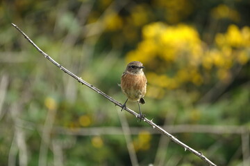 Wall Mural - female stonechat (Saxicola torquata)