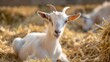 Saanen breed young goat with minor horns on a farm in the hay among livestock