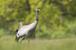 Common crane, Eurasian crane - Grus grus on green grass with meadow in background. Photo from Lubusz Voivodeship in Poland. Copy space on right side.