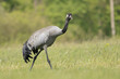 Common crane, Eurasian crane - Grus grus walking in green grass with meadow in background. Photo from Lubusz Voivodeship in Poland. 