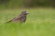 Common buzzard - Buteo buteo on ground in spring green grass. Green background. Photo from Lubusz Voivodeship in Poland.