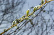 Willow Salix caprea branch with coats, fluffy willow flowers. Easter. Palm Sunday. Goat Willow Salix caprea in park, Willow Salix caprea branches with buds blossoming
