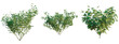Syringa vulgaris 4k png cutout