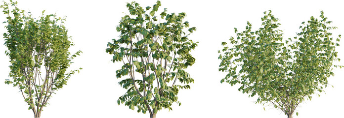 Sticker - Corylus avellana plant 4k png cutout