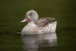 Cape teal, Cape wigeon or Cape widgeon - Anas capensis swimming in water with dark background.	