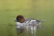 Common goldeneye or goldeneye - Bucephala clangula female swimming in water at green background. Photo from Lubusz Voivodeship in Poland.