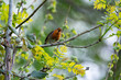 Robin perched on a branch singing.