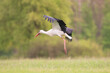 White stork - Ciconia ciconia in flight with spread wings with green meadow in background. Photo from Lubusz Voivodeship in Poland.