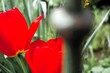 Silberner Zaunpfahl aus Stahl vor Garten mit roten Tulpen am Nachmittag im Frühling