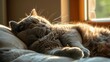 An overweight British Shorthair cat lounging in a sunbeam, belly bulging after indulging in a hearty meal.